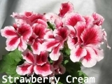PAC Candy Flowers Strawberry Cream