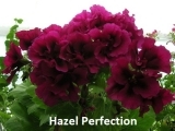 Hazel Perfection
