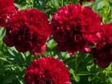 Paeonia Red Grace
