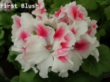 First Blush