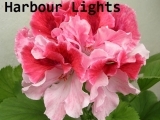 Harbour Lights