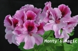 Monty's Magic