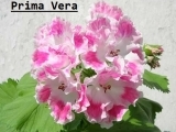 Prima Vera