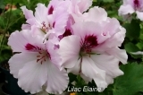 Lilac Elaine