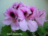 Giant Butterfly