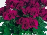 PAC Aristo Surprise