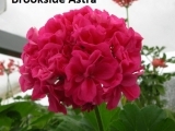 Brookside Astra