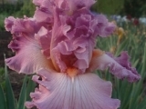 Social Graces
