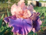 Florentine Silk