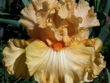 Laced Orangeade