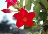 Дипладения Dipladenia Rio Red