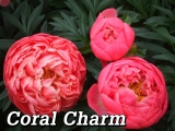 Paeonia Coral Charm