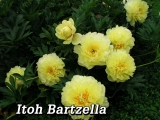 Paeonia Itoh Bartzella