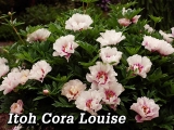 Paeonia itoh Cora Louise