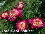 Paeonia Nippon Beauty