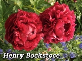 Paeonia Henry Bockstoce