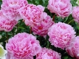 Paeonia Sarah Bernhardt