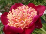 Paeonia Sword Dance
