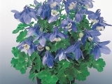 Cameo Blue and White
