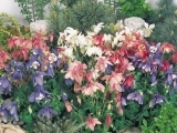 Spring Magic Mix