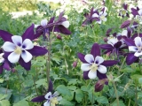 Swan Violet and White