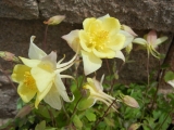 Swan yellow