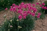 Meretima Pink