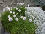 Meretima White