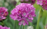 Pseudaarmeria Ballerina Lilac