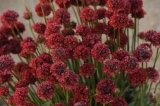 Pseudaarmeria Ballerina Red