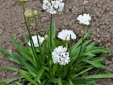 Pseudarmeria Ballerina White
