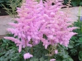 Chinensis Heart and Soul
