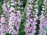 Pink Harmony
