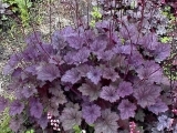 Frosted Violet