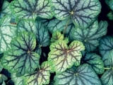 Green Spice