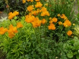 Trollius Chinensis Golden Queen