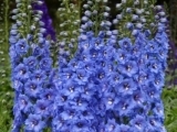 Мелениум Blue Lace