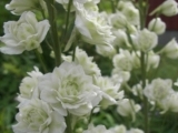 Мелениум Green Twist