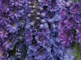 Мелениум Pagan Purples