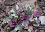 Burgundi Glow