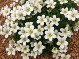 Arendsii White Pixil