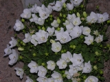 Carpatica Clips white