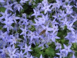 Garganica