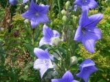 Platycodon Blue