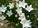 platycodon White