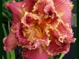 Venetian Fringe