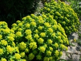 Polychroma Midas