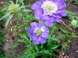 Caucasica Perfecta