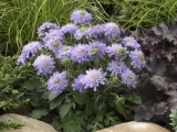 Japonica Ritz Blue
