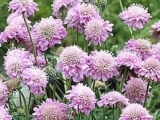 Japonica Ritz Pink